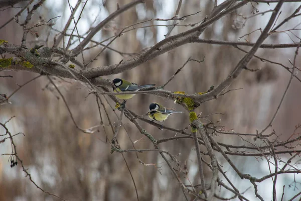 Tit Pássaro Está Sentado Ramo — Fotografia de Stock