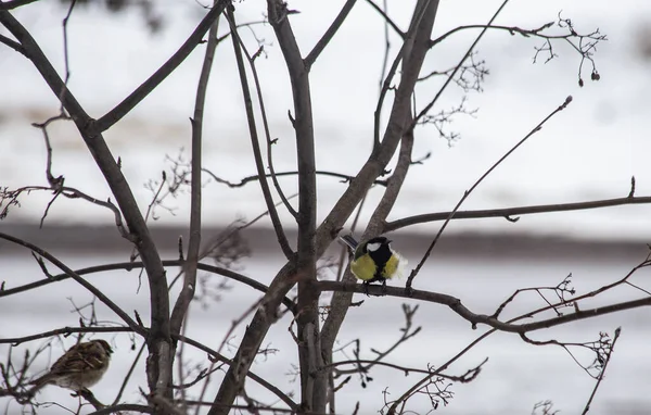 Bird Tit Sitting Branch — Zdjęcie stockowe