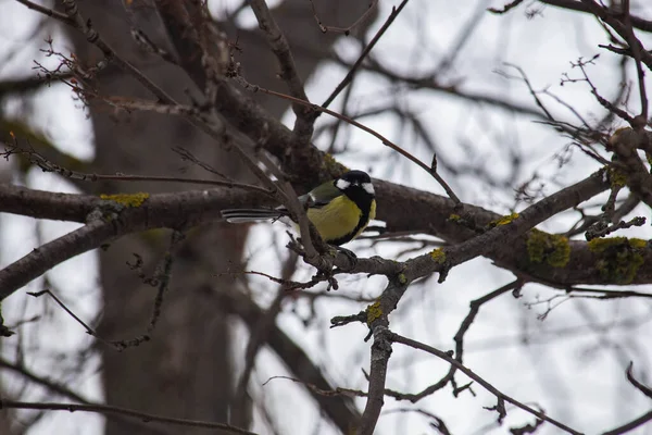 Bird Tit Sitting Branch — Stock Photo, Image