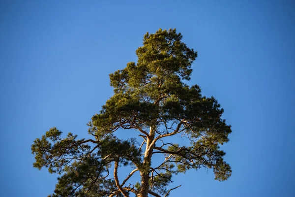 Träd Mot Blå Himmel — Stockfoto