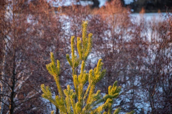 Toppen Van Naaldbomen Het Bos — Stockfoto