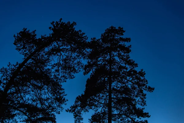 Les Cimes Des Conifères Dans Forêt Nuit — Photo