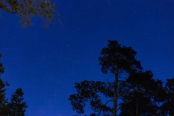 Верхушки Хвойных Деревьев Лесу Ночью — стоковое фото