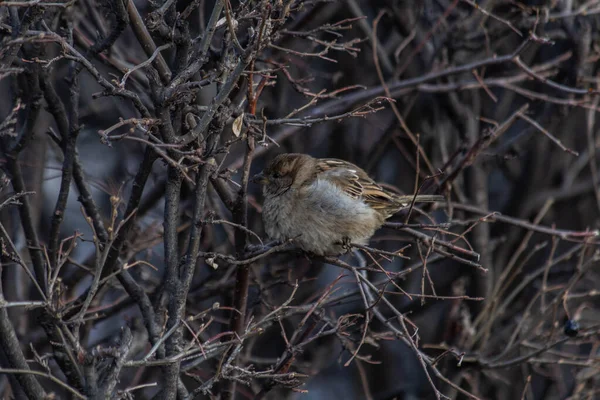 Moineau Dans Les Buissons — Photo