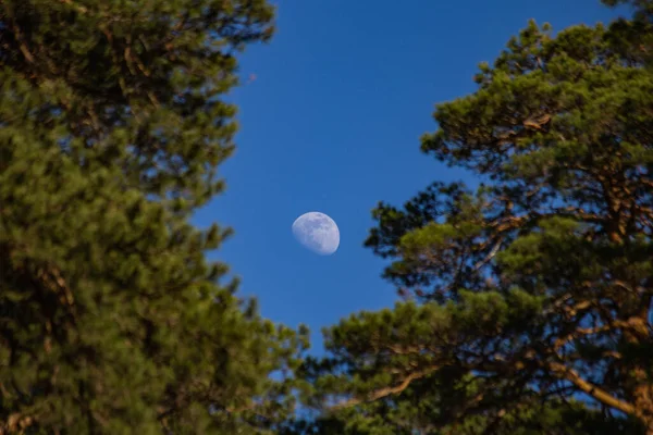 Månen Mellan Träden Eftermiddagen — Stockfoto