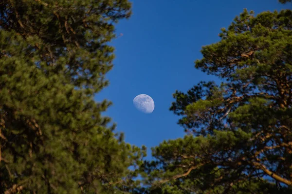 Månen Mellan Träden Eftermiddagen — Stockfoto