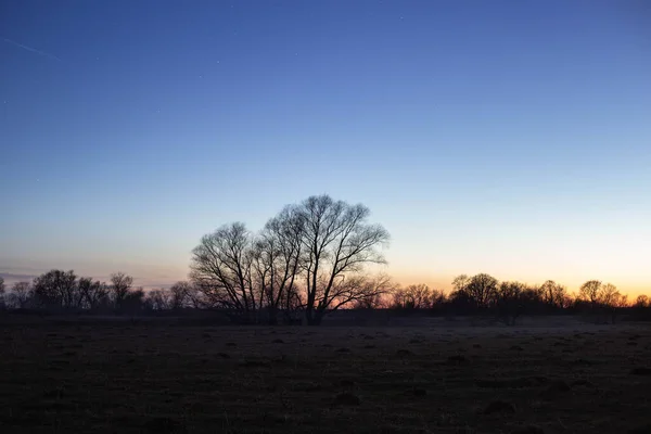 Feu Près Arbre Nuit — Photo