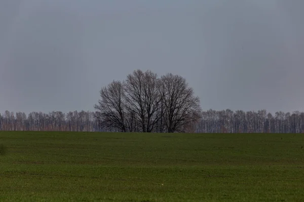 Arbre Milieu Champ Vert — Photo