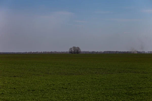 Árvore Meio Campo Verde — Fotografia de Stock