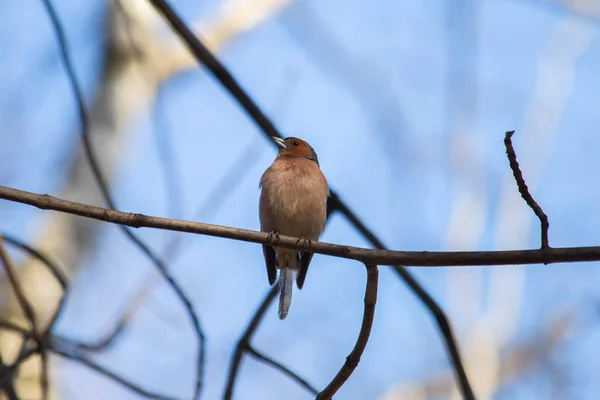 Finch Pássaro Senta Ramo — Fotografia de Stock