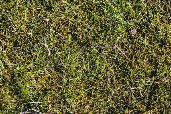 Grön Gräs Konsistens Med Kvistar — Stockfoto
