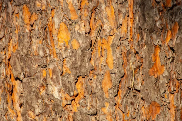 Texture Pine Tree Bark Summer — Stock Photo, Image