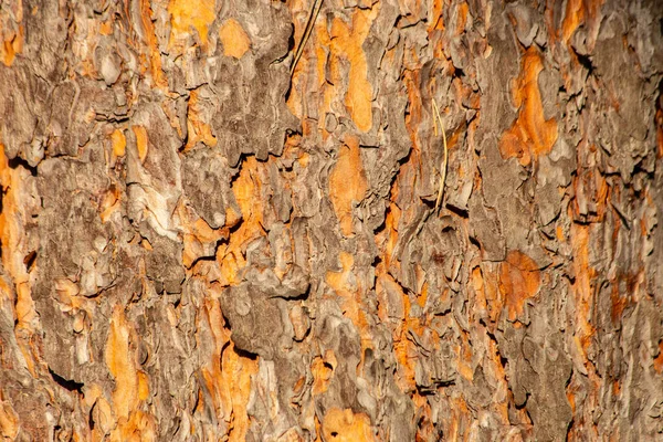 Texture Pine Tree Bark Summer — Stock Photo, Image