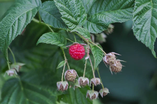 Buisson Aux Framboises Mûres Rouges — Photo