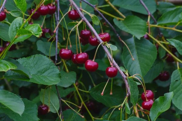 Branche Avec Cerise Mûre Rouge — Photo