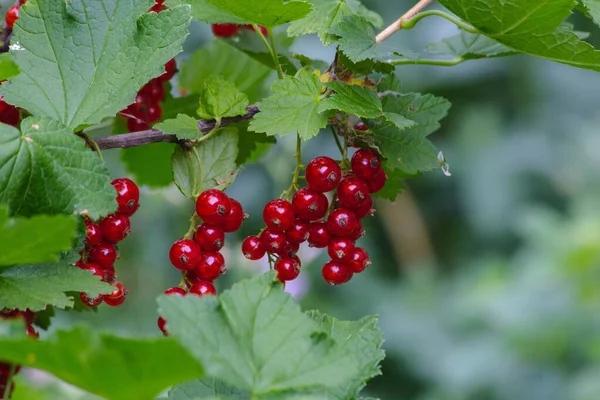 Buisson Avec Groseille Mûre Rouge — Photo