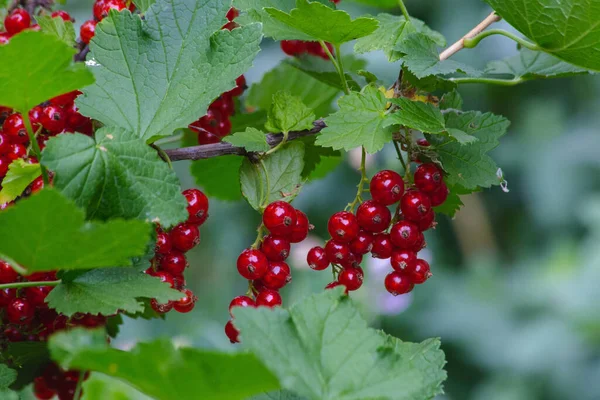 Buisson Avec Groseille Mûre Rouge — Photo