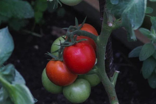Kilka Czerwonych Dojrzałych Pomidorów Szklarni — Zdjęcie stockowe