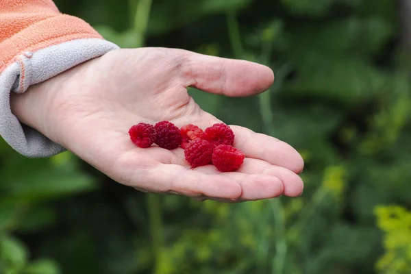 Red Ripe Raspberry Hand — Stock Photo, Image