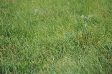 Kesilmiş yeşil çimlerin arka planında iyi korunmamış taze yeşil çimlere yakın plan. Yeşil çimen desenli arkaplan.
