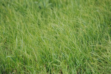 Kesilmiş yeşil çimlerin arka planında iyi korunmamış taze yeşil çimlere yakın plan. Yeşil çimen desenli arkaplan.