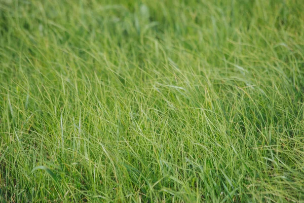 Närbild Fräsch Grön Gräsmatta Som Inte Väl Underhållna Beskär Grönt — Stockfoto