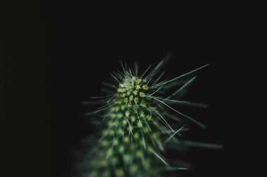 Siyah arka planda makro fotoğrafçılık kaktüsü