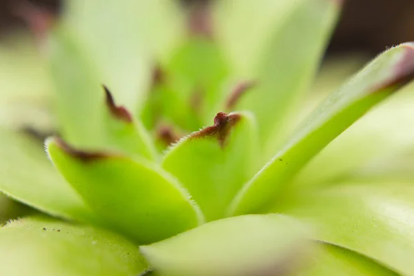 bright green indoor flower close up