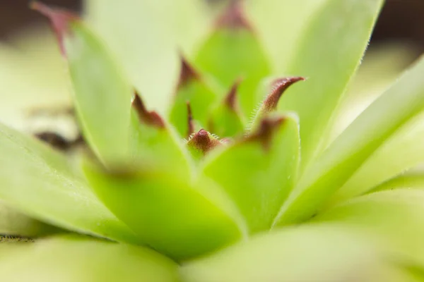 bright green indoor flower close up