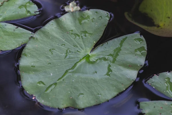 water lilies on dark water
