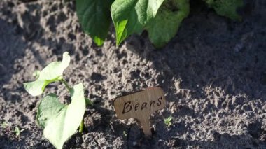 Fasulye veya Phaseolus vulgaris veya yeşil fasulye veya yeşil fasulye bitkisi. Şekilde büyüyen hafif, yoğun yeşil yaprakları olan yıllık bitki. Sıcak, güneşli bir sonbahar gününde yerel bahçeye kuru toprak ekilmiş.