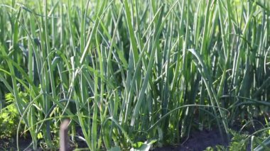 Soğanlı bahçe yatağı, bahçecilik ve tarım konsepti. Soğanlar bahçede sıra sıra yetişiyor çiftlikte açık alanda. Tarımsal inişleri olan çiftlik çiftliği. Sebze bitkileri, yakın çekim manzarası.