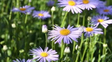 Papatya çiçekleri. Oxeye papatya, Leucanthemum vulgare, papatya, papatya, köpek papatyası, ay papatyası. Bahçe konsepti