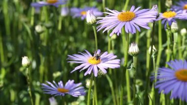 Papatya çiçekleri. Oxeye papatya, Leucanthemum vulgare, papatya, papatya, köpek papatyası, ay papatyası. Bahçe konsepti