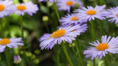 Papatya çiçekleri. Oxeye papatya, Leucanthemum vulgare, papatya, papatya, köpek papatyası, ay papatyası. Bahçe konsepti