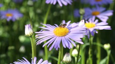 Papatya çiçekleri. Oxeye papatya, Leucanthemum vulgare, papatya, papatya, köpek papatyası, ay papatyası. Bahçe konsepti