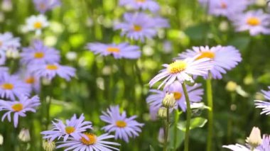 Papatya çiçekleri. Oxeye papatya, Leucanthemum vulgare, papatya, papatya, köpek papatyası, ay papatyası. Bahçe konsepti
