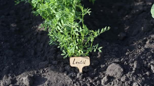 Lentilha Verde Terras Agrícolas Cultivadas Nova Planta Lentilha Crescente — Vídeo de Stock