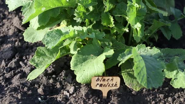 Radis Noir Plante Dans Jardin — Video