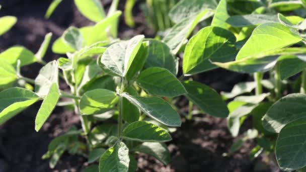 Sojabonen Plant Een Agrarisch Veld Tegen Een Blauwe Lucht Met — Stockvideo