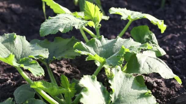 Una Giovane Pianta Verde Zucchine Con Fiori Zucchine Giovani — Video Stock