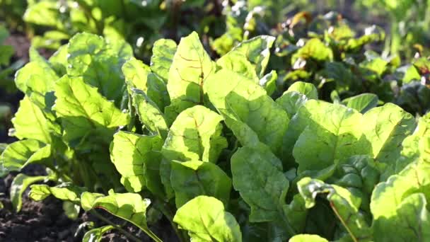 Feuilles Betterave Fourragère Fond Vert Grandes Feuilles Une Plante Cultivée — Video