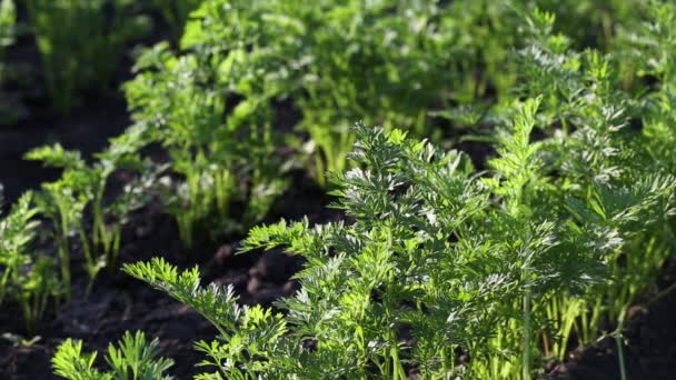 Молоді Паростки Моркви Ростуть Клумбі Вирощування Органічного Врожаю Моркви Проростання — стокове відео