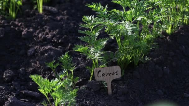 나무의 마당에서 자란다 유기농 작물을 재배하는 농장의 채소가 자란다 홍당무가 — 비디오