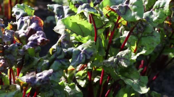 Rübensetzlinge Auf Einem Beet Garten Die Gemahlene Rübe Treibt Rotviolette — Stockvideo