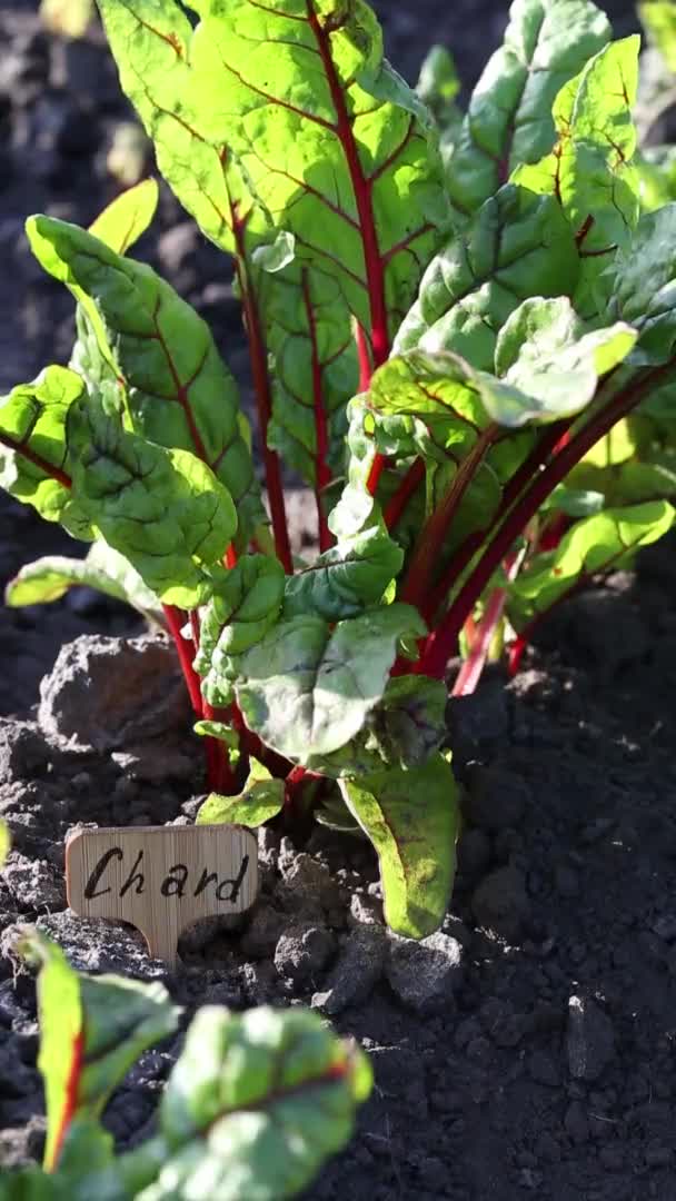 Semis Blettes Sur Lit Dans Jardin Tiges Pourpres Rouges Pousses — Video