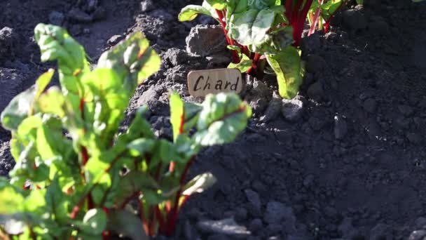 Snijbieten Zaailingen Een Bed Tuin Begane Bieten Scheuten Rode Paarse — Stockvideo