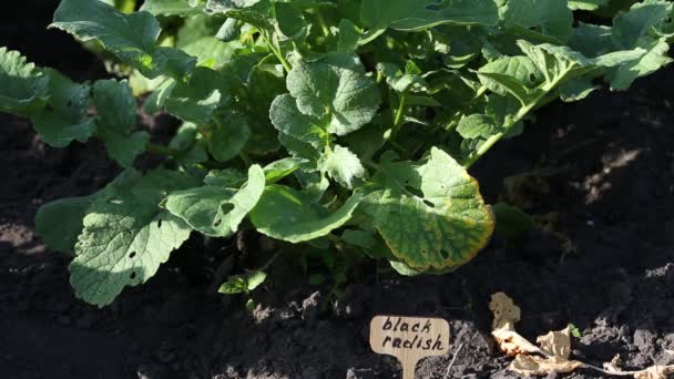 Planta Rábano Negro Jardín — Vídeo de stock