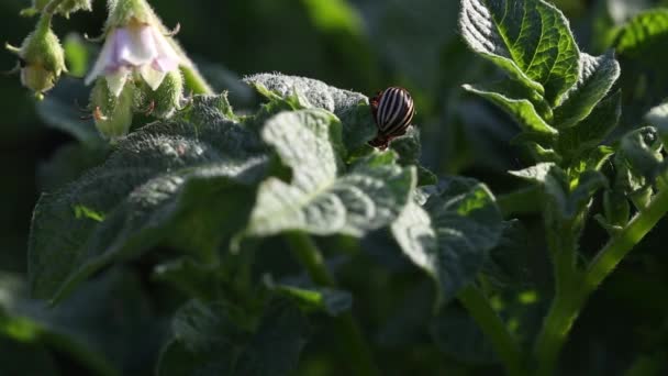 科罗拉多马铃薯甲虫 Leptinotarsa Decemlineata 吃马铃薯叶 科罗拉多州绿薯灌木上的虫子 — 图库视频影像