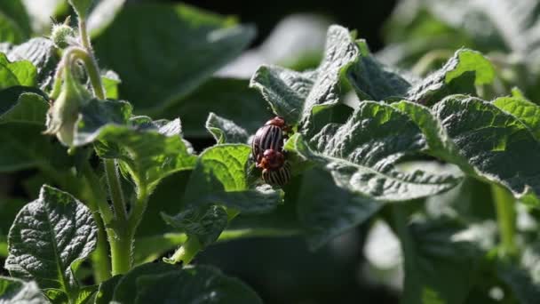 Besouro Batata Colorado Leptinotarsa Decemlineata Come Folhas Batata Colorado Bug — Vídeo de Stock